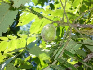 noix noyer cendr (jugland cinerea)